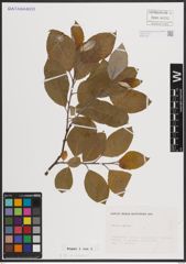 Foto von Salix caprea L.